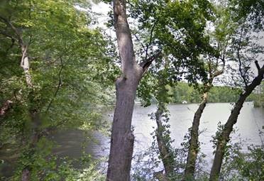 pond-with-trees